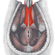 Image for article titled Here's How Ejaculation Actually Works